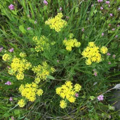 Foothill desert-parsley thumbnail 1