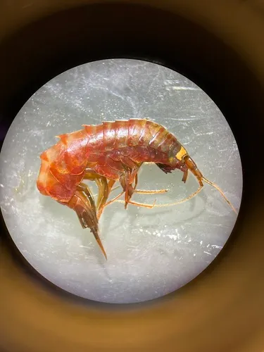 Halirages qvadridentatus