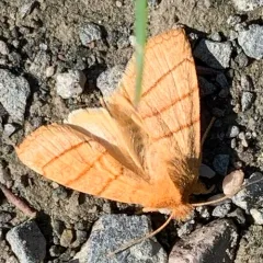 Citrine Sallow thumbnail 3