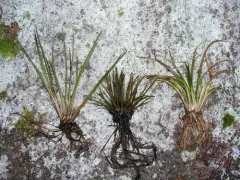 prototype quillwort thumbnail 2