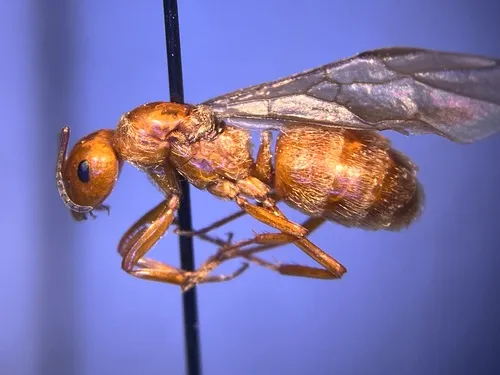 Hairy Mound Ant