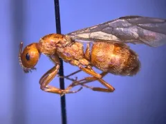 Hairy Mound Ant thumbnail 1