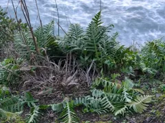 Nested Polypody thumbnail 2