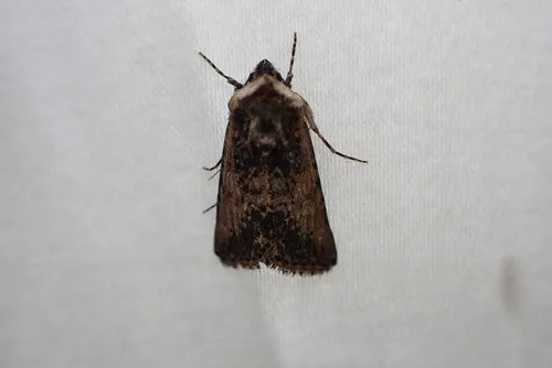 Sympistis coprocolor