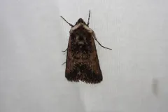 Sympistis coprocolor thumbnail 1