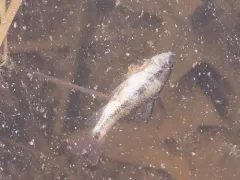 Lake Chubsucker thumbnail 2