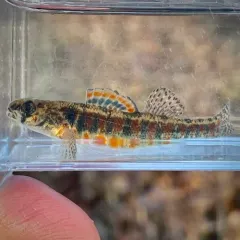 Iowa Darter thumbnail 2