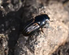 Liothorax alternatus thumbnail 3