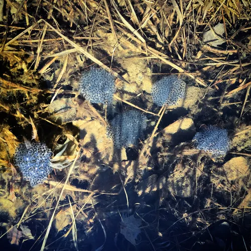 Wood Frog