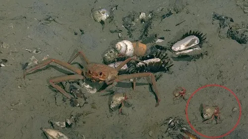 Parapagurus benedicti