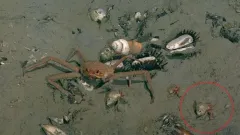Parapagurus benedicti thumbnail 1