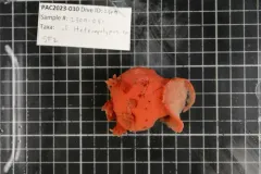 Heteropolypus ritteri thumbnail 2