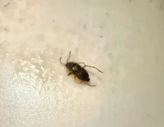 sand bug thumbnail 4