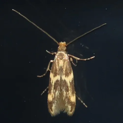 Yellow V Moth