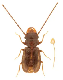 Charaphloeus convexulus thumbnail 4