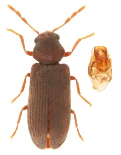Hemicoelus umbrosus thumbnail 2