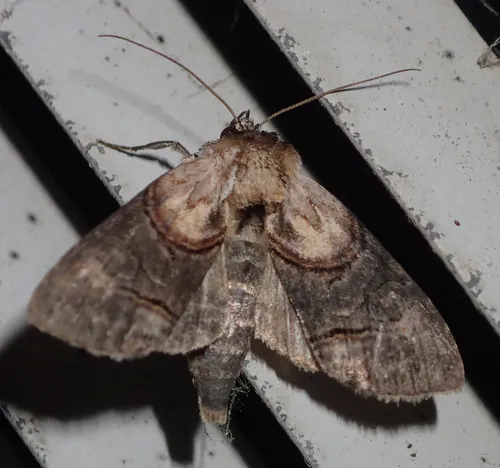 Oval Abrostola