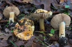 Calonarius anetholens thumbnail 4