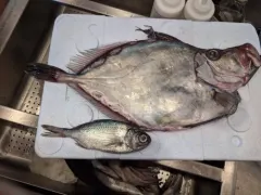 Buckler Dory thumbnail 3