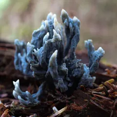 Helminthosphaeria clavariarum thumbnail 4