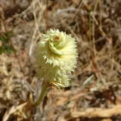 Western Ladies' Tresses thumbnail 2