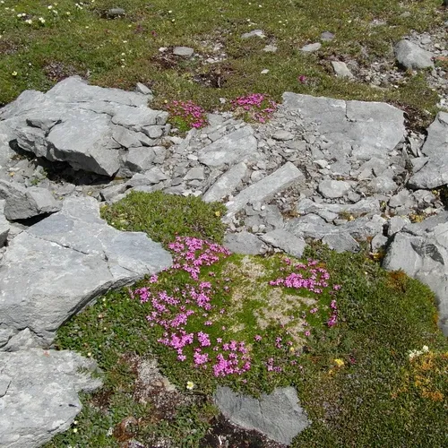 Moss Campion