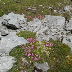 Moss Campion thumbnail 1