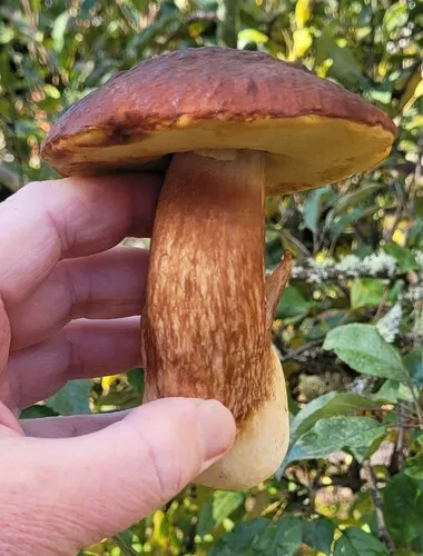 citrine-pored bolete