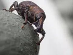 Pitch-eating Weevil thumbnail 3