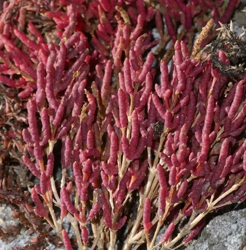 red glasswort