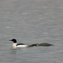 Common Merganser thumbnail 5