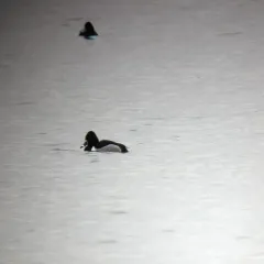 Ring-necked Duck thumbnail 3