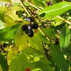 Common Privet thumbnail 3