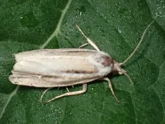 Two-lined Eucosma thumbnail 2