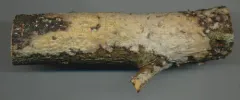 Oiled Crust thumbnail 2