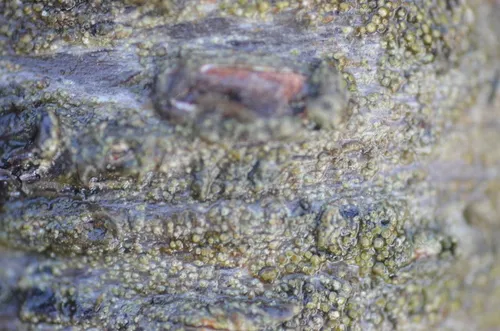 Lecania cyrtella