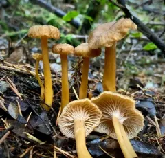 Yellowfoot thumbnail 4