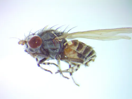 Trisapromyza vittigera