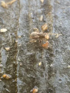 Palaearctic Backspined Meshweaver thumbnail 2