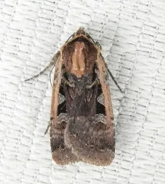 Parabagrotis exsertistigma thumbnail 4
