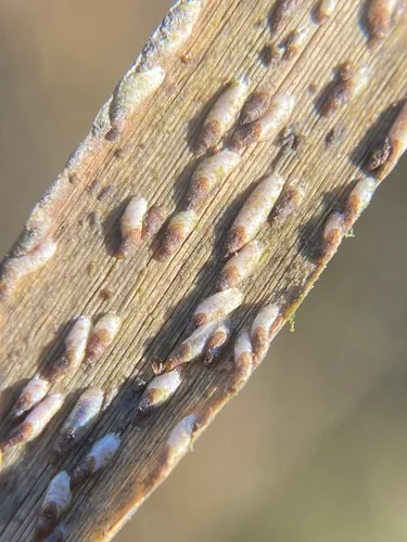 Salt Marsh Grass Scale