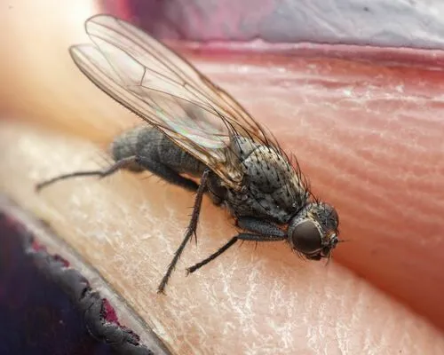Fucellia tergina