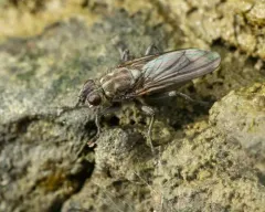 Large Shore Dung Fly thumbnail 2