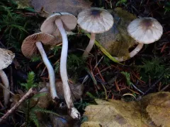 Inocybe fuscodisca thumbnail 1