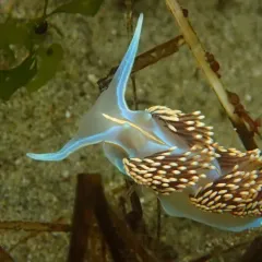 Opalescent Nudibranch thumbnail 3
