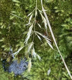 Calamagrostis howellii thumbnail 3
