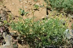 klamath milkvetch thumbnail 4