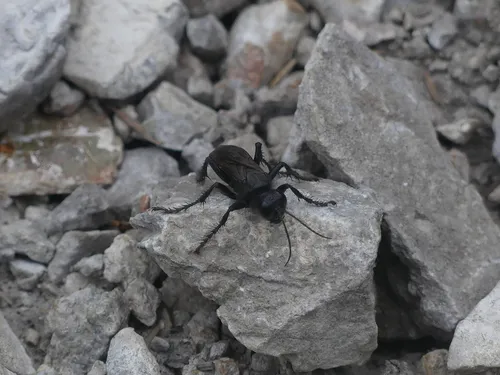Palmodes carbo