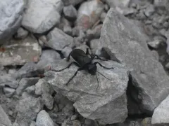 Palmodes carbo thumbnail 1
