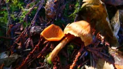 Cortinarius subrufulus thumbnail 1